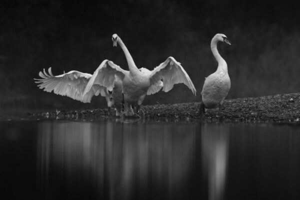 Three swans chasing each other.