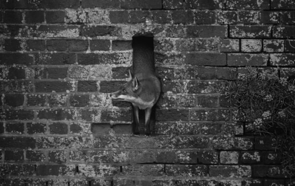 A Red Fox sood in a gap in a wall.