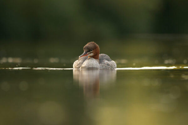 A Goosander at water level in sunrise.