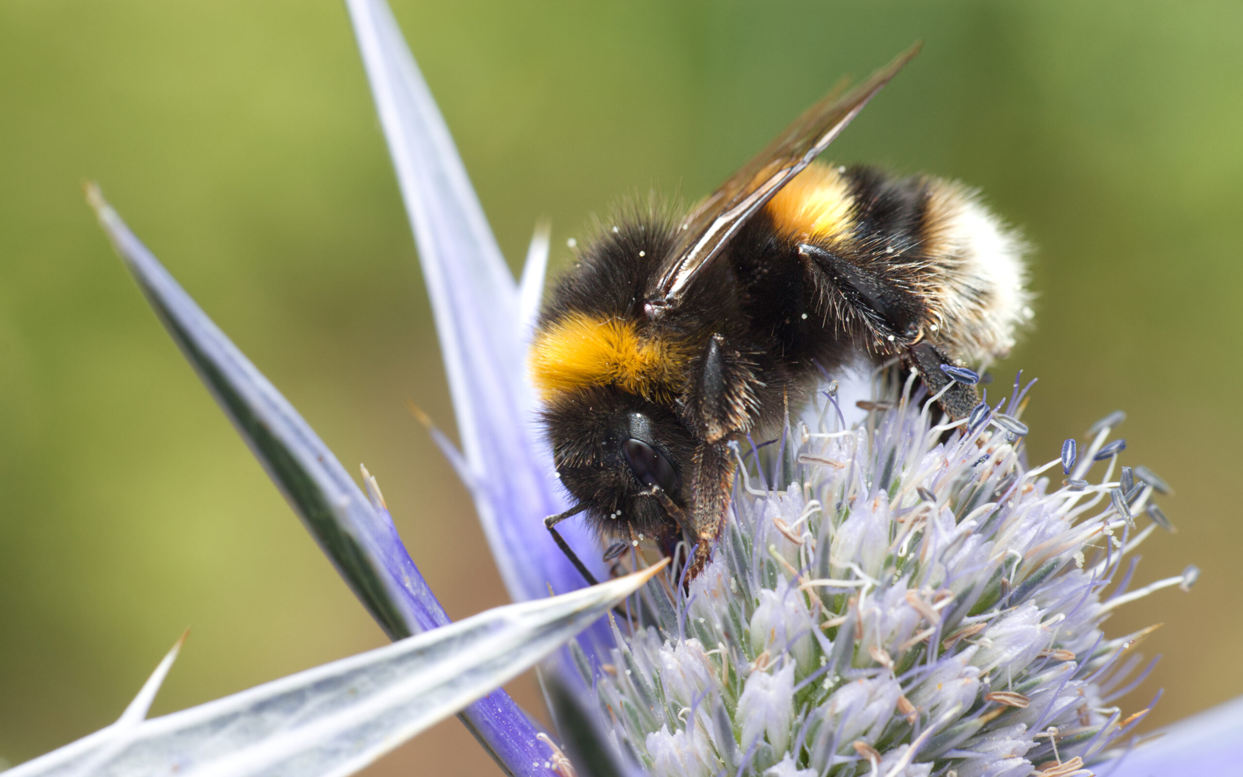 A Bumblebee stood on a blue flower with a green background.