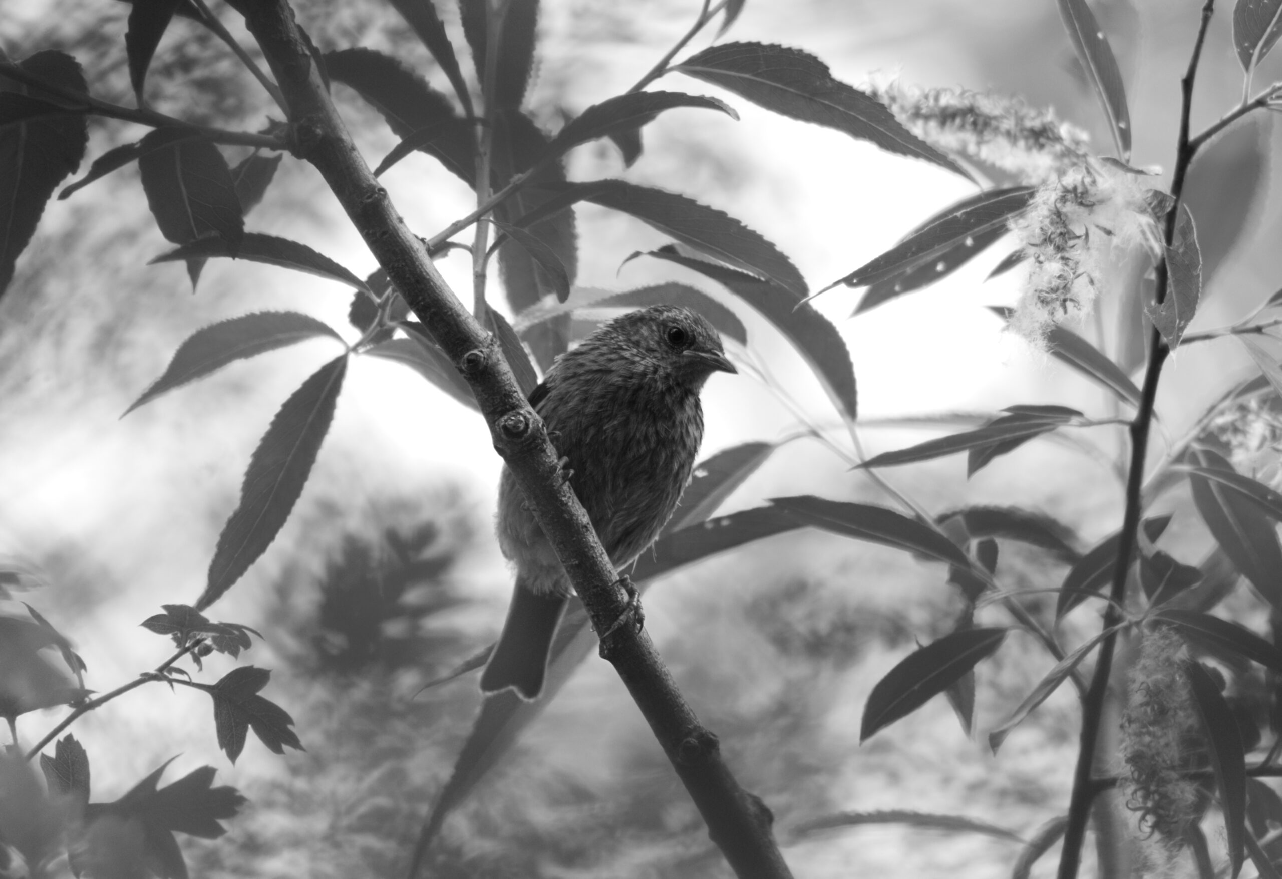 A Robin perched in the upper branches of a tree.