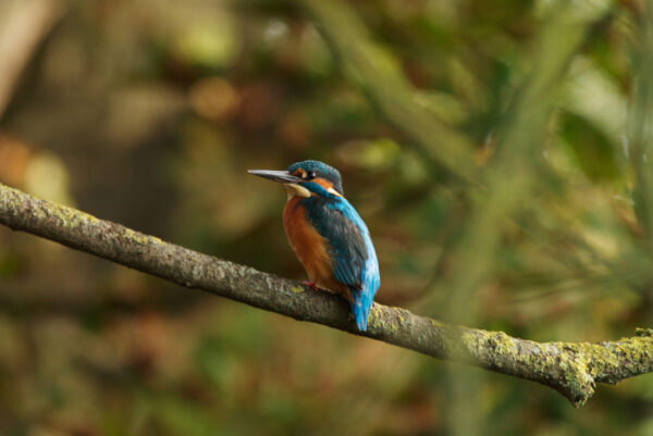 A Kingfisher perched on a branch with a green background.