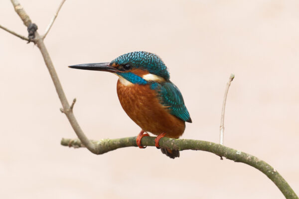 A Kingfisher sat on a branch.