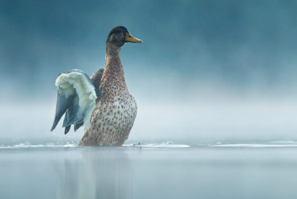 A Mallard Duck stood in water flapping its wings.