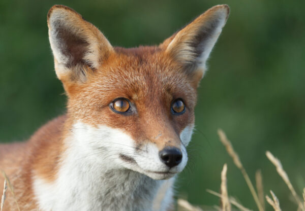 A Red Fox looking at the camera with a green background.