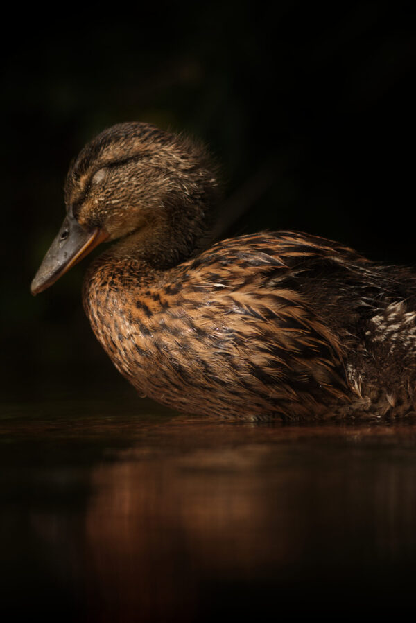 A Mallard Duck sat in water.